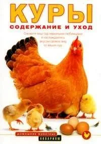 Куры: Содержание и уход