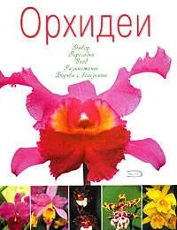 Орхидеи