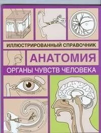 Органы чувств человека