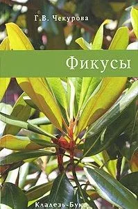 Фикусы