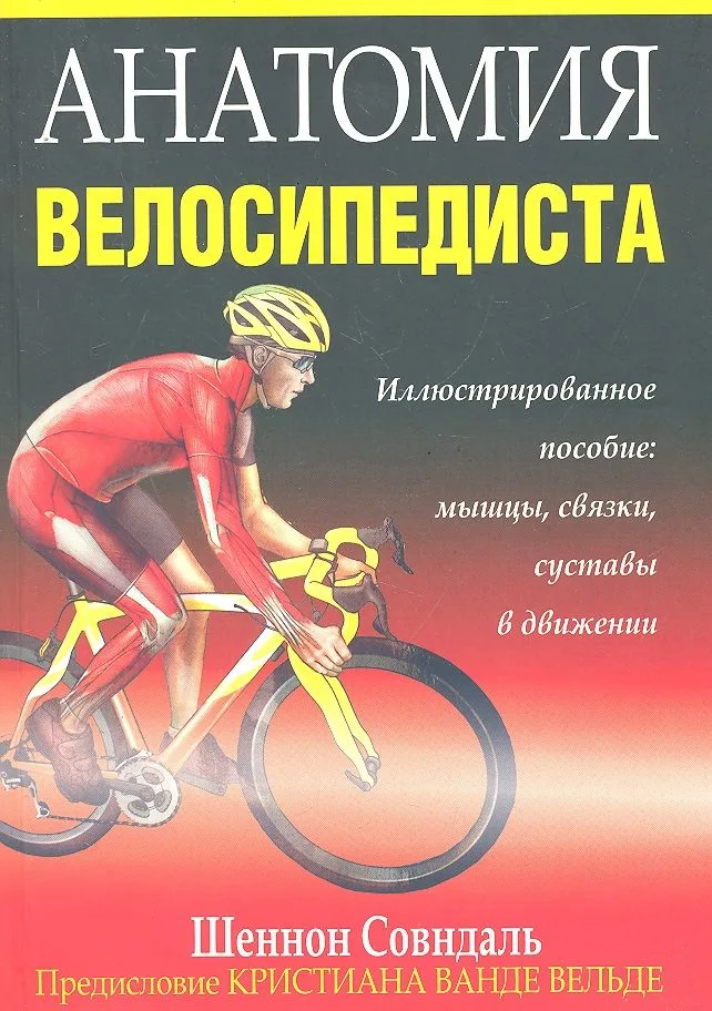 Анатомия велосипедиста