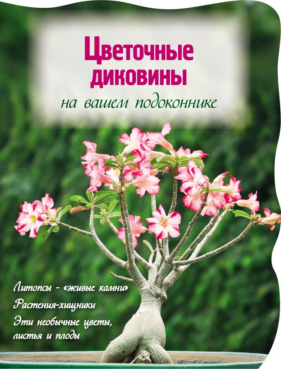 Цветочные диковины на вашем подоконнике