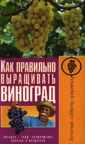 Как правильно выращивать виноград