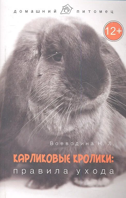 Карликовые кролики: правила ухода
