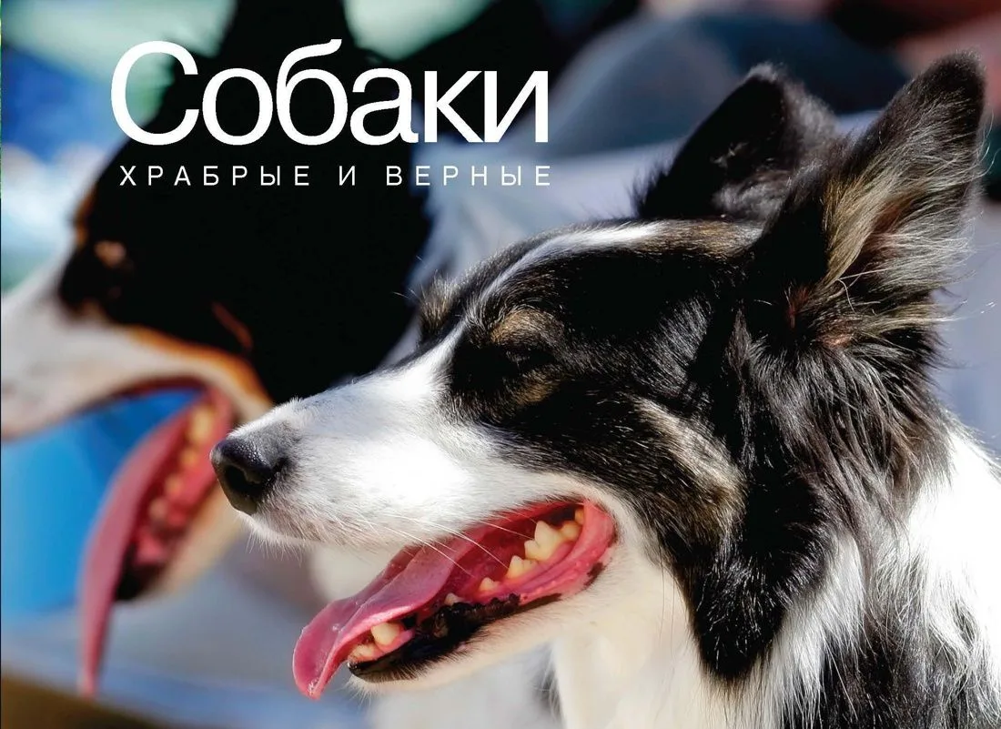Собаки. Храбрые и верные
