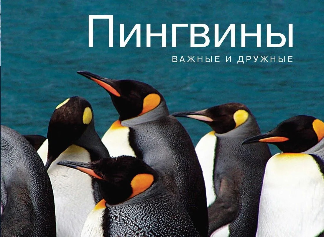 Пингвины. Важные и дружные
