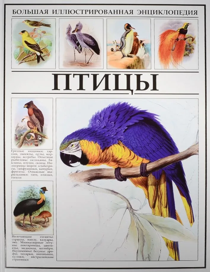 Птицы