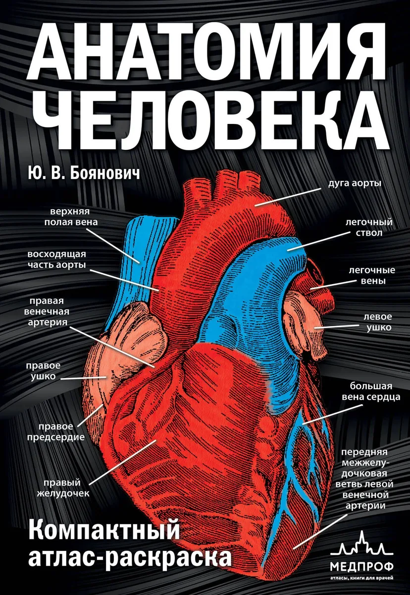 Анатомия человека: компактный атлас-раскраска