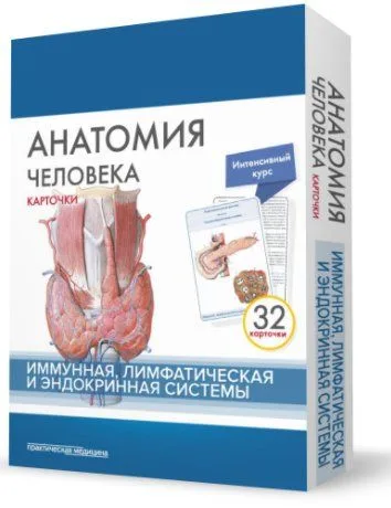 Анатомия человека. Иммунная лимфатическая и эндокринная система (32 карточки)