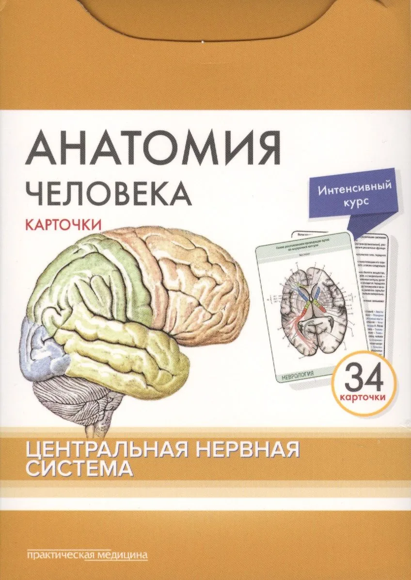 Анатомия человека. Центральная нервная система (34 карточки)