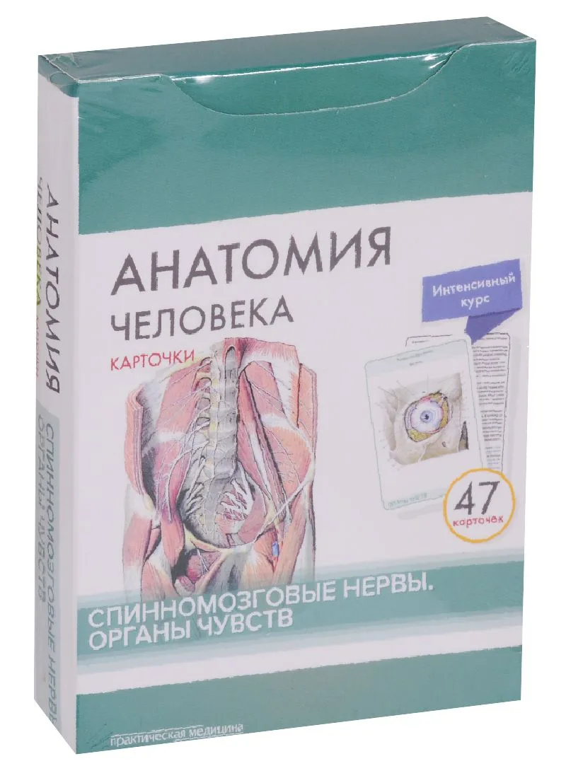 Анатомия человека. Спинномозговые нервы. Органы чувств (47 карточек)