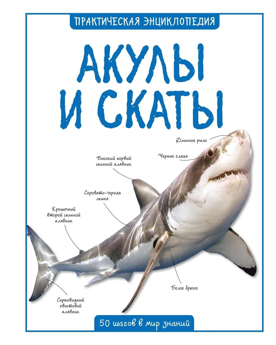 Акулы и скаты