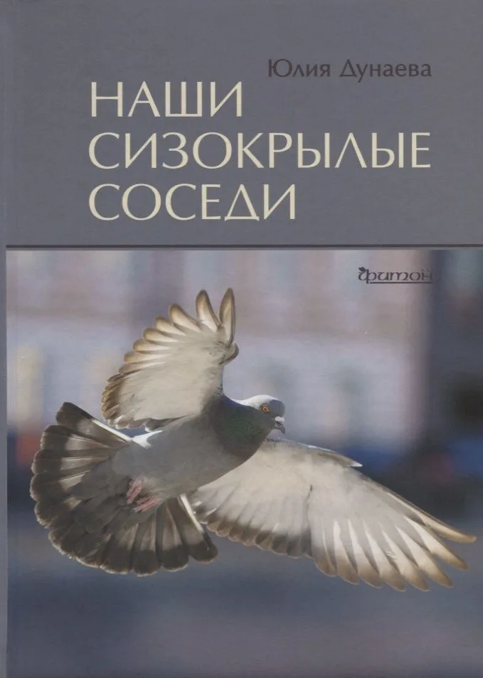 Наши сизокрылые соседи.