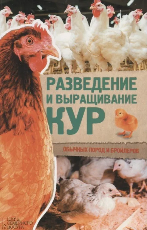 Разведение и выращивание кур обычных пород и бройлеров