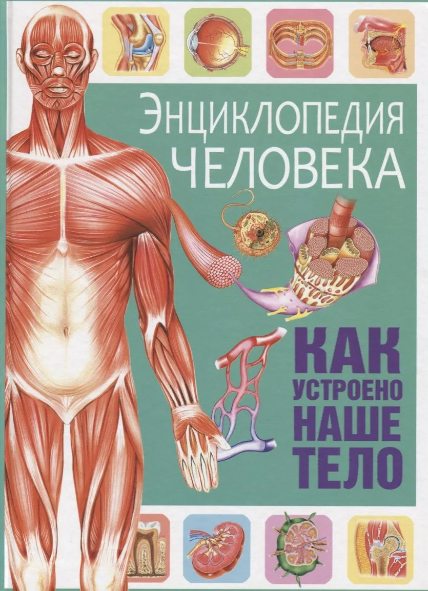 Энциклопедия человека. Как устроено наше тело