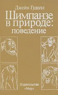 Шимпанзе в природе: поведение